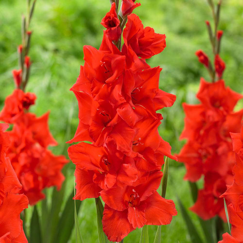 The brilliant, solid red flowers of gladiolus Manhattan, featuring up to a dozen florets on each stalk.