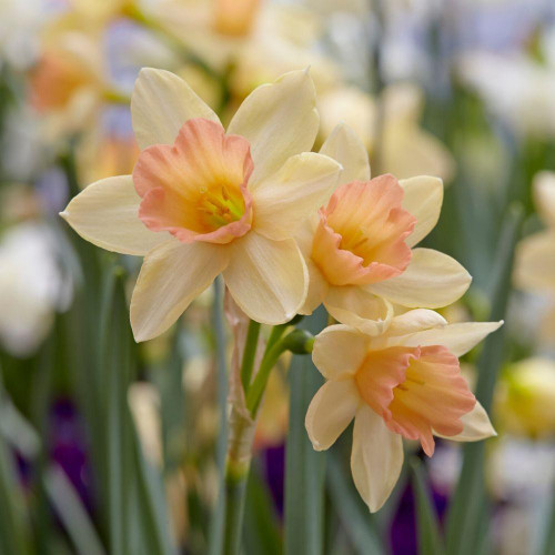 Close up of daffodil Blushing Lady's fragrant flowers, which are a cluster of blossoms with pale yellow petals surrounding a peach cup.