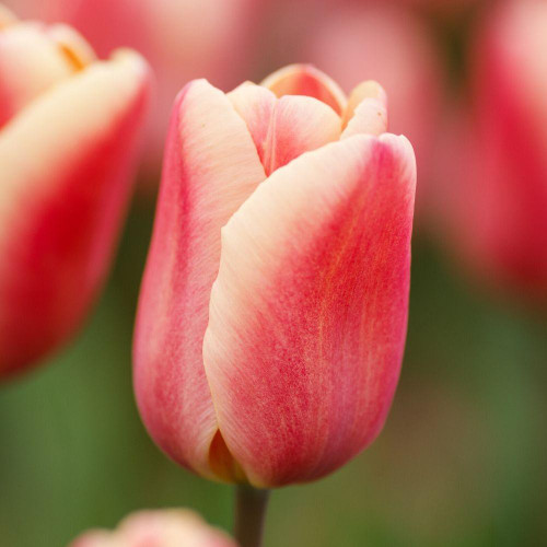 A single blossom of Triumph tulip Apricot Foxx showing this variety's coral pink petals with pale pink edges.