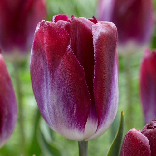 A single blossom of the Triumph tulip Kansas Proud, showing this flower's burgundy wine petals and contrasting white base.