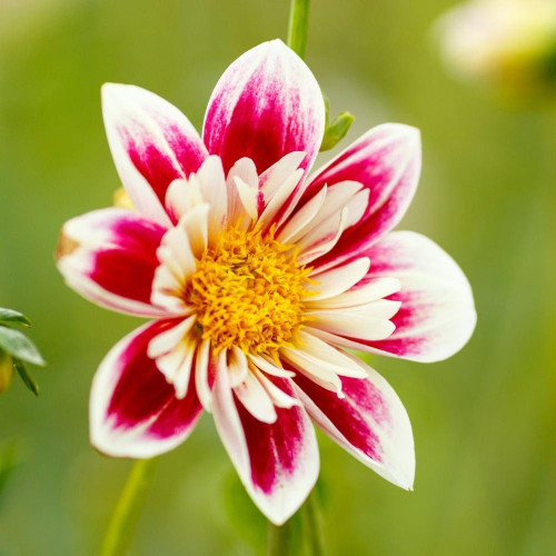 One blossom of the collarette dahlia Fashion Monger, showing this variety's two-tone white and raspberry outer petals, frilly white inner petals and yellow center.