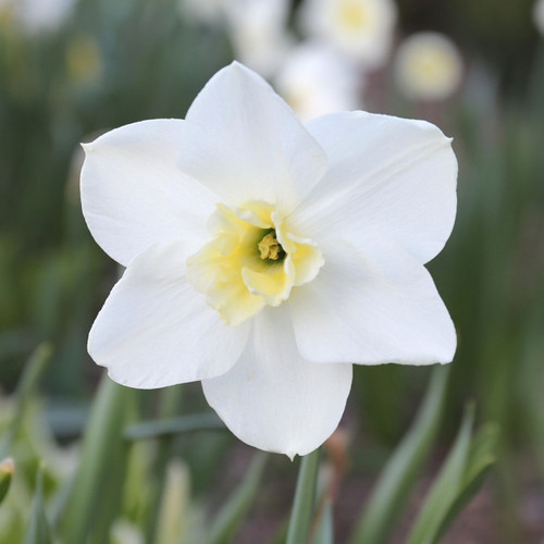 A single blossom of daffodil Papillon Blanc in a garden setting, showing the pure white petals and small, pale yellow cup of this classic, split cup narcissus.