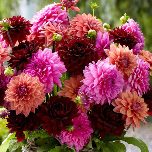 A bouquet of two dozen dinnerplate dahlias, featuring flowers in warm hues of pink, orange and burgundy.