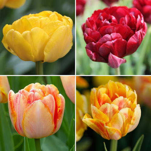 Tulip Assorted Double Bright Collection Tulip Assorted Double Bright Collection