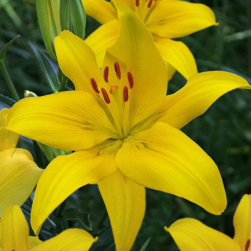 The brilliant, chrome yellow flowers of Asiatic lily Yellow County blooming in an early summer garden.