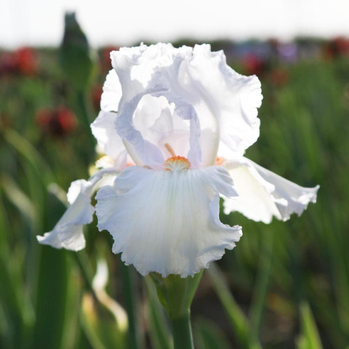 Bearded Iris Eternal Bliss