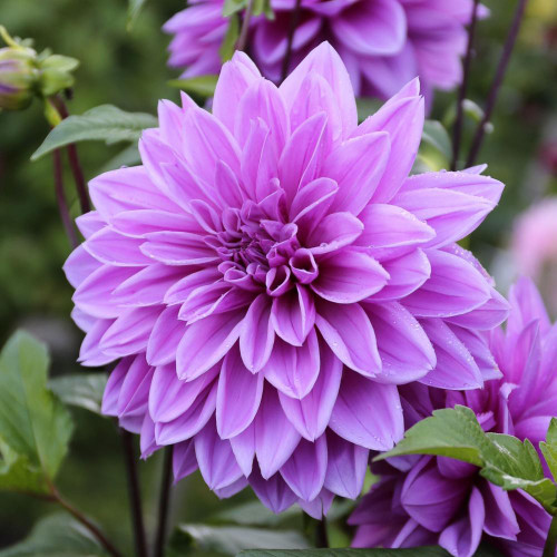 Dinnerplate dahlia Lilac Time, showing this variety's large flowers and lavender-lilac petals.