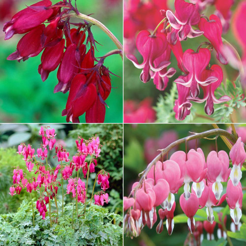 Dicentra Assorted Collection
