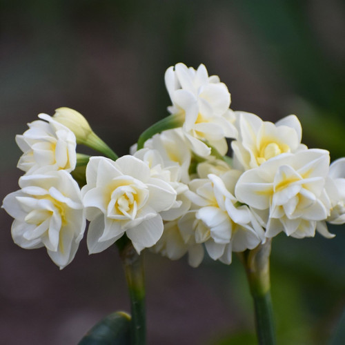 Daffodil Double Erlicheer