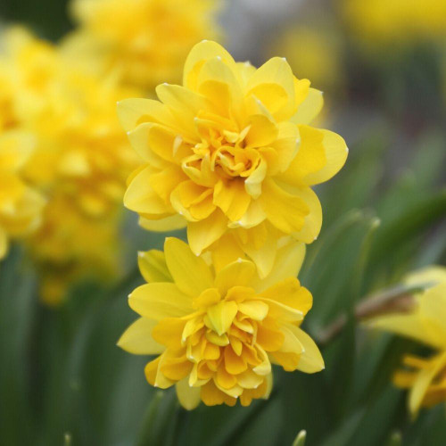 Close up of the flowers of miniature daffodil Tete Boucle, showing the fully double, deep yellow color of this Cyclamineus narcissus.