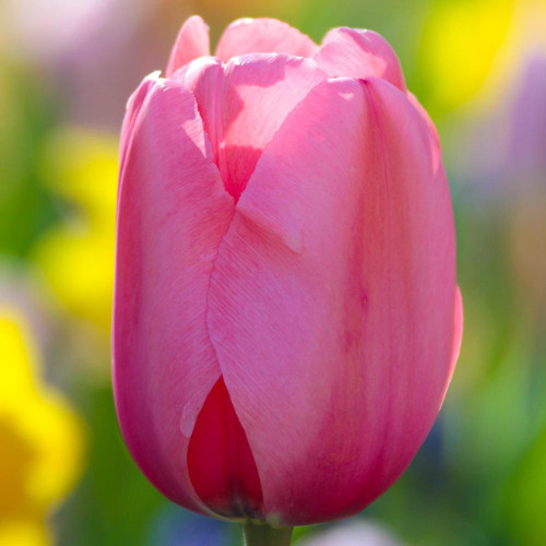 Single flower of Darwin hybrid tulip Pink Impression showing light pink and dark pink coloration on the petals.