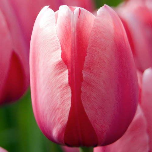 Tulip Darwin Hybrid Pink Impression