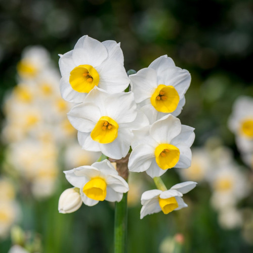 The fragrant and heat tolerant Tazetta daffodil Avalanche, showing a cluster of six petite white blossoms with bright yellow cups.