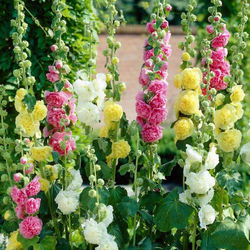 Alcea Assorted Colors