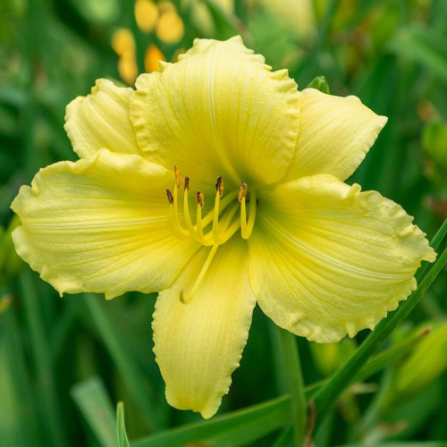 Daylily Big Time Happy