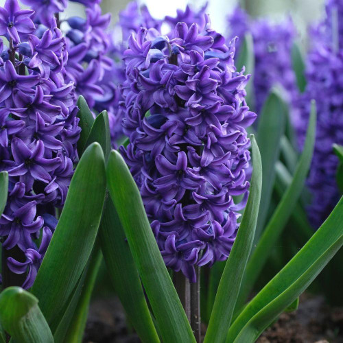 Side view of the deep, indigo-purple flowers of Hyacinth orientalis Blue Trophy.