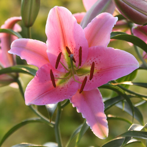 Oriental lily Medusa, showing one large, hot pink flower blooming in a summer garden.