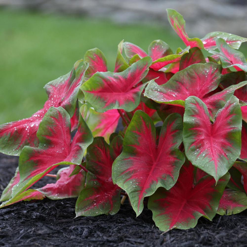 Caladium Florida Cardinal displaying its brightly colored foliage with deep red centers.
