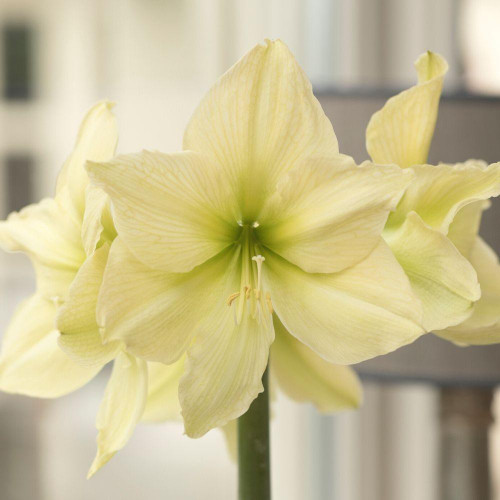 Amaryllis Yellow Star blooming indoors during early winter.