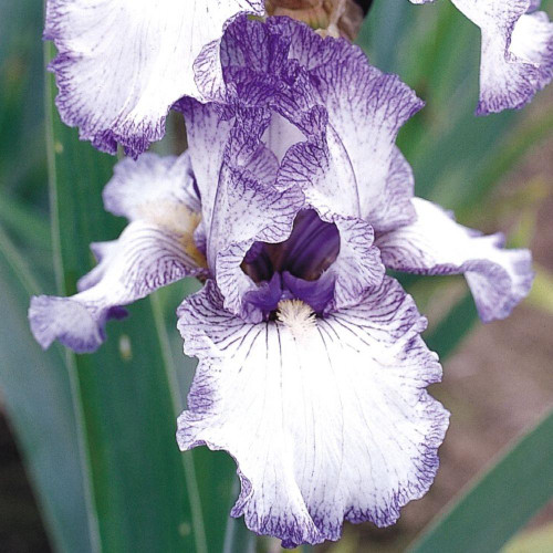 Side view of bearded iris Earl of Essex, showing the white petals with eggplant-purple stitching and stippling.
