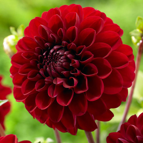 Border dahlia Gallery Singer, featuring a single deep red blossom with a round, ball-style form.