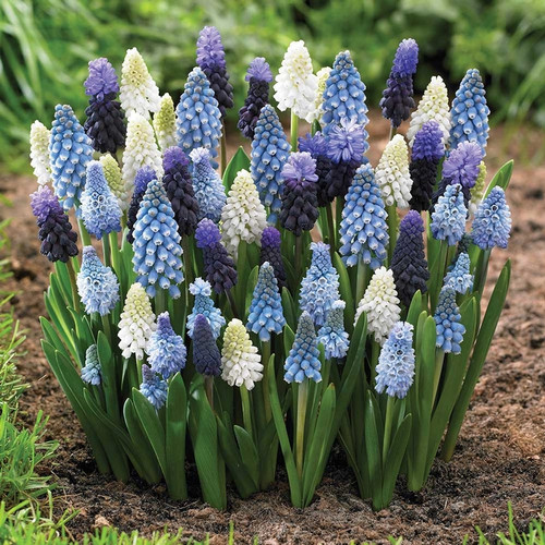A mix of several different types of muscari, commonly known as grape hyacinths, blooming in a spring garden.