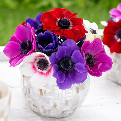 A bouquet of De Caen anemones in a small vase, featuring a mix of pink, white and purple flowers.