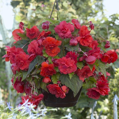 A hanging basket on a shady front porch filled with a fragrant double red tuberous begonia.