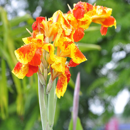 The two-tone red and yellow flowers of canna Cleopatra.