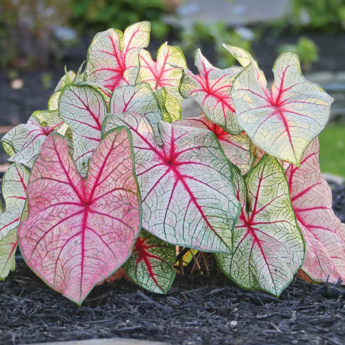 Sun tolerant caladium White Queen displaying white and pink leaves with red veins.