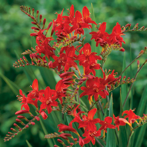 The brilliant red flowers of summer blooming bulb crocosmia Lucifer.