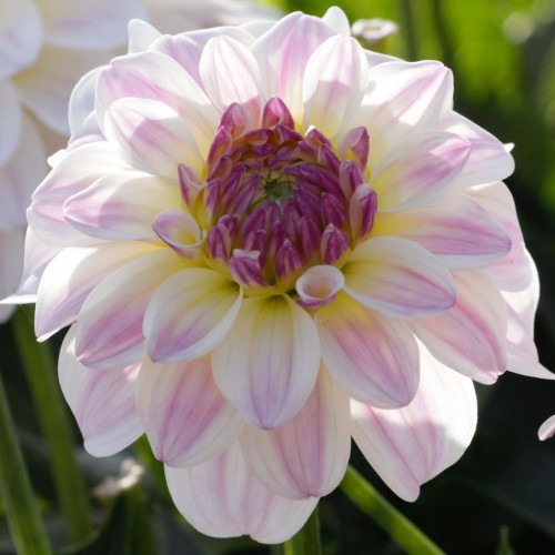 A single blossom of the low-growing border dahlia Gallery Monet in a sunny garden showing the flower's lovely white petals with pink tips.