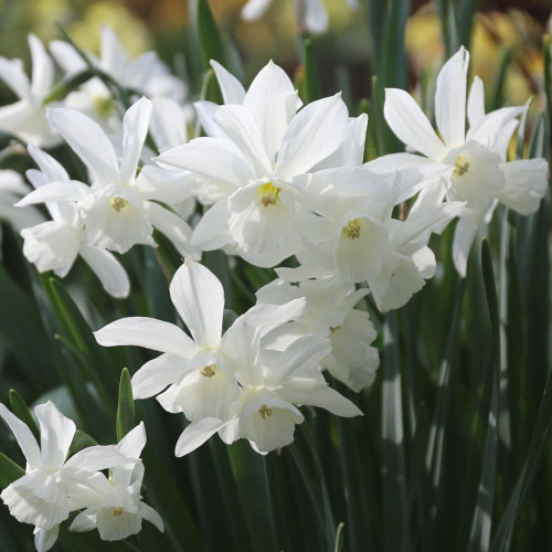 The all-white flowers of heirloom daffodil Thalia, showing how each stem displays two or more nodding blossoms.