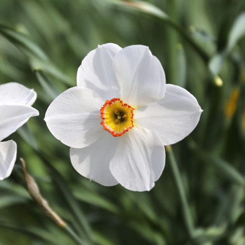 Daffodil Poeticus Actaea - 10 bulbs - Longfield Gardens