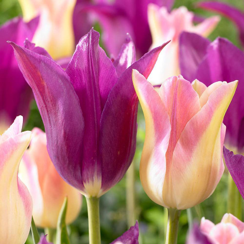 Side view of two lily-flowering tulips featuring blue-violet tulip Purple Dream and tulip Elegant Lady with white and lilac-pink petals.