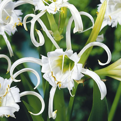 The white spider flowers of Hymenocallis festalis Zwanenburg, a fragrant, summer-blooming bulb.