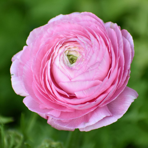 Ranunculus Tomer Pink (Fall)