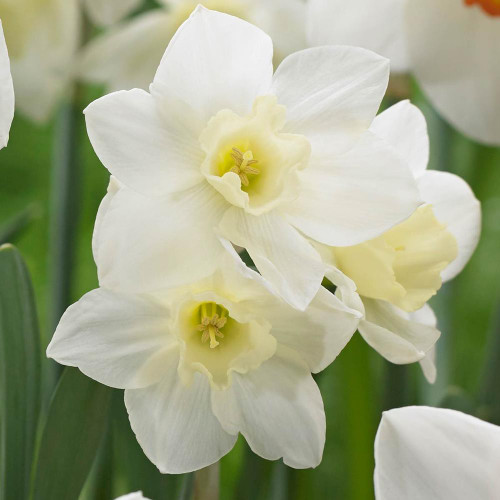 Jonquilla daffodil Pueblo, showing a cluster of fragrant blossoms with white petals and a pale yellow cup.