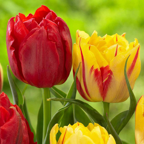 Two double early tulip flowers showing red Abba with yellow and red Monsella.
