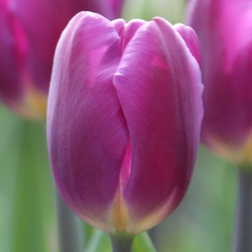 Close up view of a single blossom of Triumph tulip Purple Flag showing this midseason tulip's rich, violet purple petals and white base.