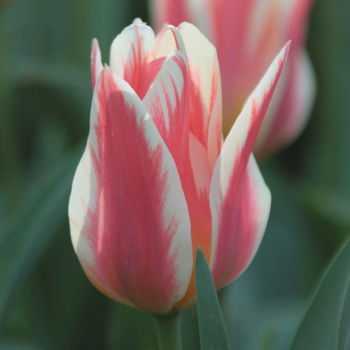 The shapely, pink and white flower of Greigii tulip Quebec.