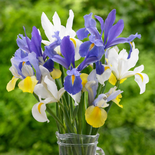 A bouquet of iris hollandica, showing a mix of colors including white, purple and yellow.