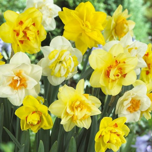 Daffodil Double Sweet Pompenette - 10 bulbs - Longfield Gardens