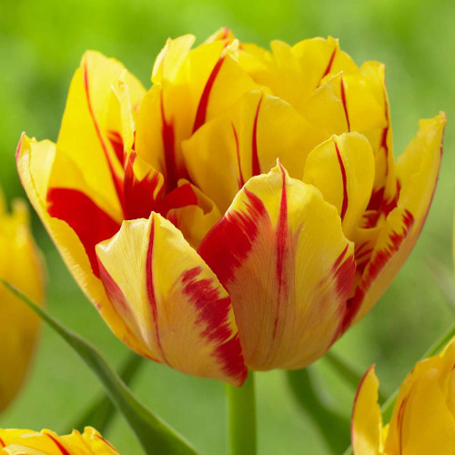 Tulip Double Early Monsella - 20 bulbs - Longfield Gardens
