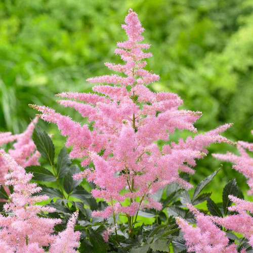 Astilbe Arendsii Country and Western