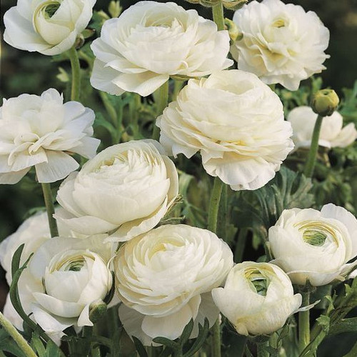 Ranunculus Tomer White (Fall) - 25 corms - Longfield Gardens