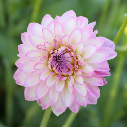 A single blossom of decorative dahlia Arbatax, showing the flower's white petals with orchid-pink tips.