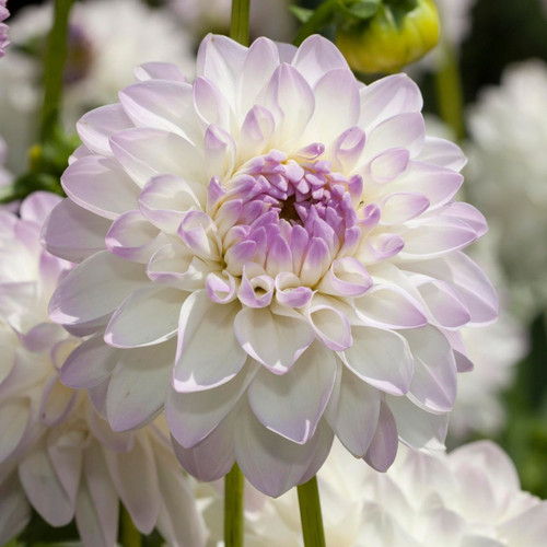 Close up of a single blossom of decorative dahlia Eveline, showing the flower's snow-white petals with lilac-pink tips and center.