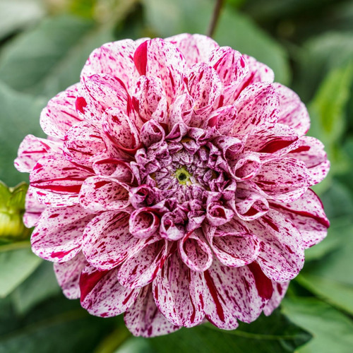 Close up of a single blossom of ball dahlia Marble Ball, showing this variety's unusual petals that are white with red stripes and freckles.
