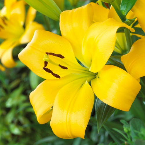 One bright yellow flower of LA lily Serrada, showing the large blossom with petal tips that are slightly reflexed.